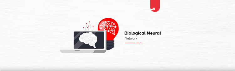 Biological Neural Network: Importance, Components & Comparison