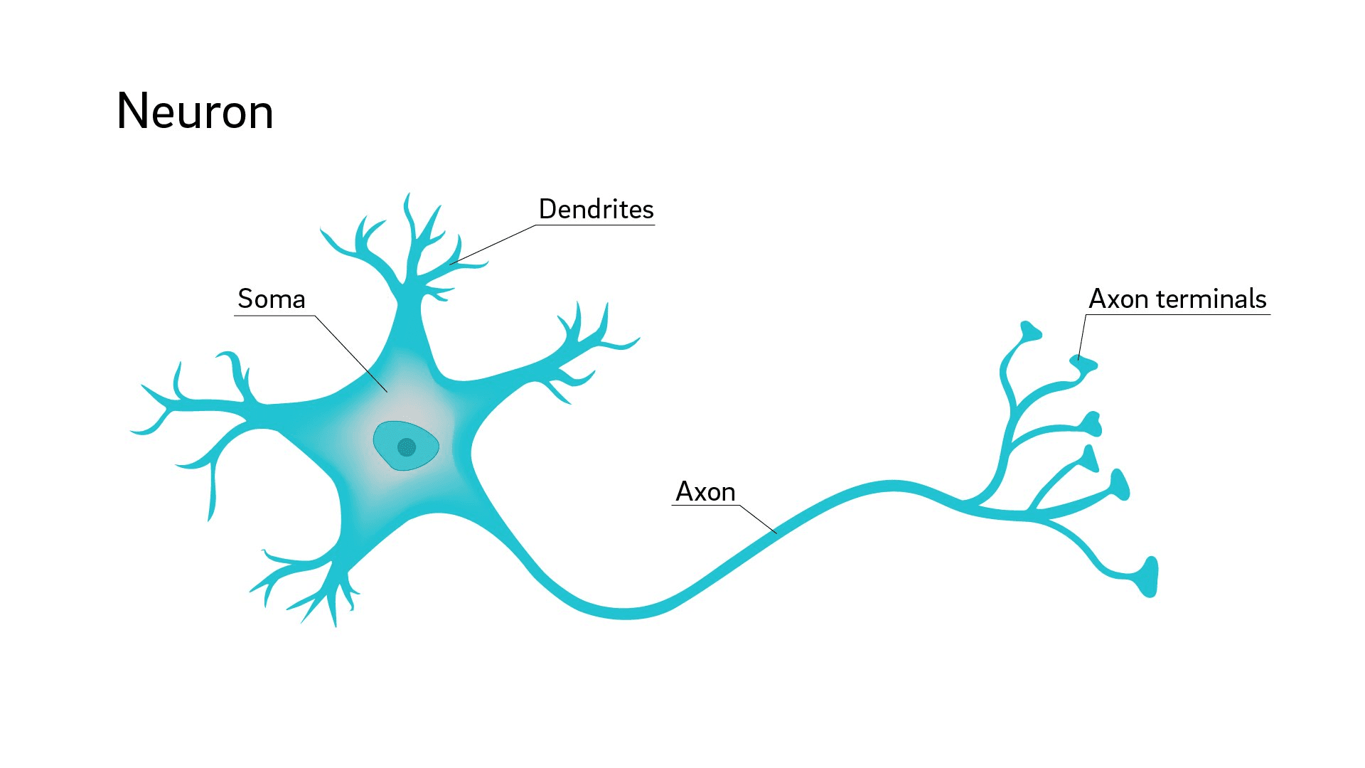 biological neural network